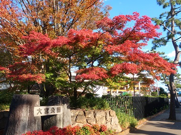 南入口のヤマモミジ