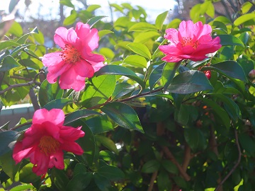 サザンカのアップ