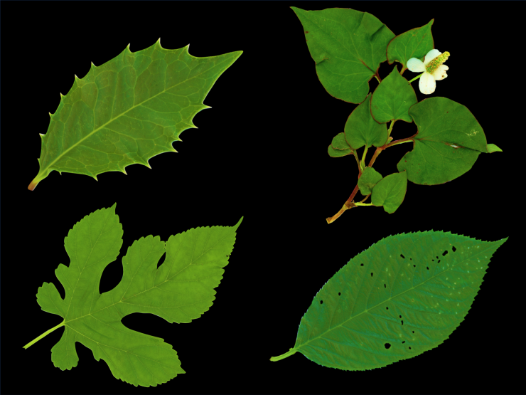 syokubutunoikinokorijyutu