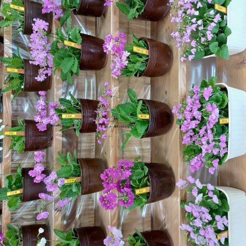 鉢植えサクラソウの写真