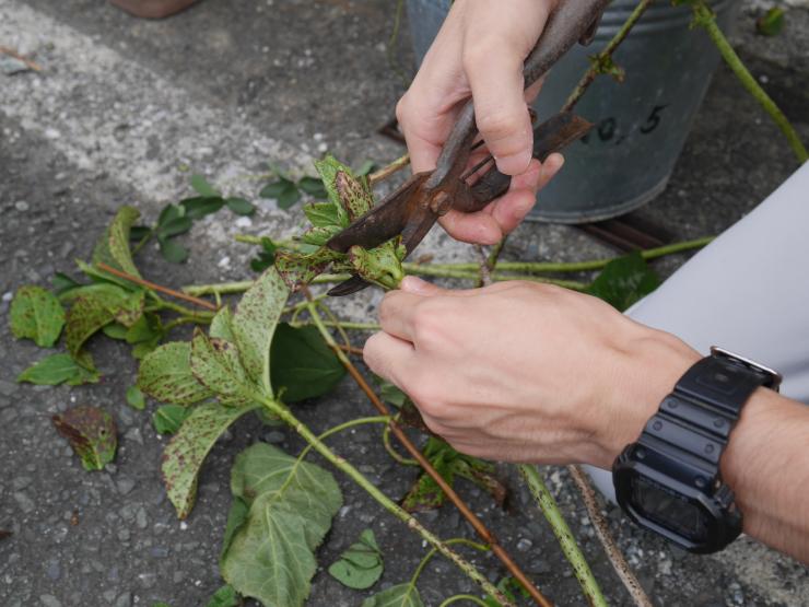 写真：剪定している様子