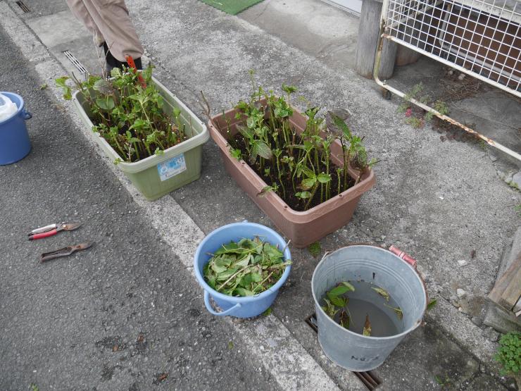 写真：挿し木後のプランター