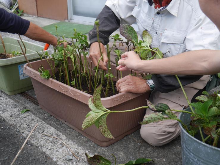 写真:プランターに枝を挿している様子
