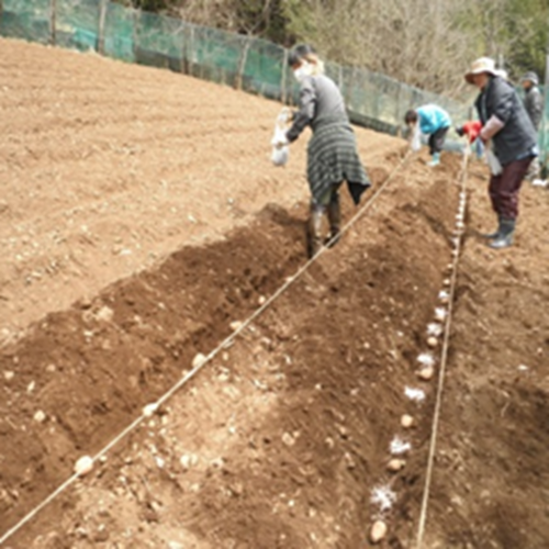 秘境の作物「中津芋」栽培体験（植付編）の写真
