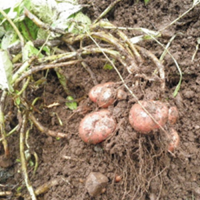 秘境の作物「中津芋」栽培体験（収穫）の写真