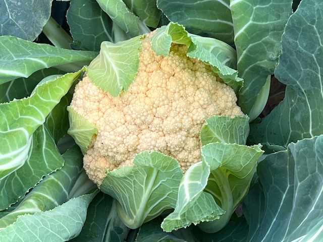 一株のカリフラワーの写真
