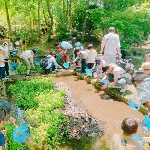 里山の湿地で生き物を探す様子の写真