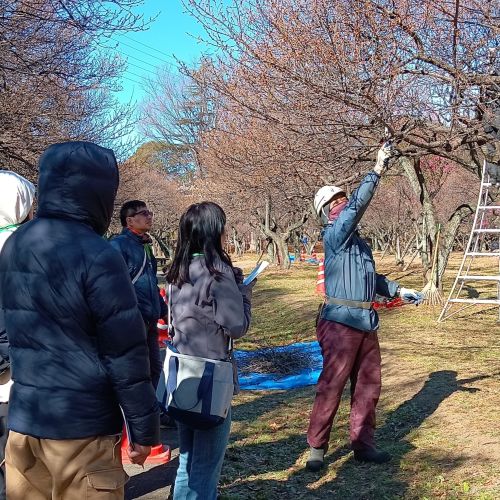 梅剪定見学会の様子