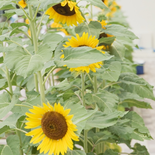 ひまわりの写真