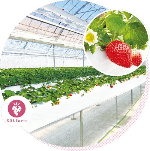 ソルファームの写真