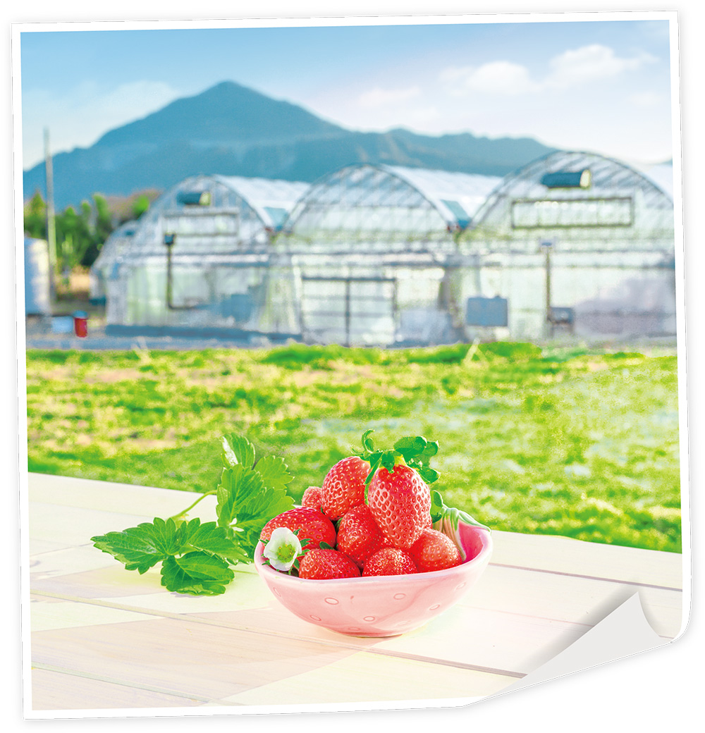 県オリジナルいちご品種「べにたま」の写真