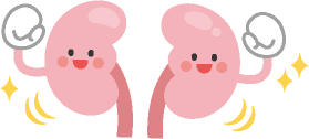 腎臓のイラスト