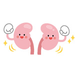 腎臓のイラスト