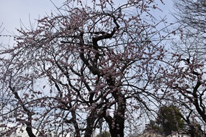 藤牡丹枝垂_20260220