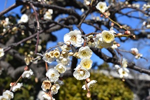 夫婦枝垂れ_20260203