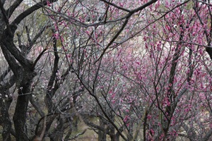 見晴台から2_20260220