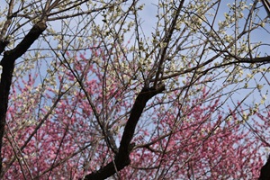 月影筋入_20260220