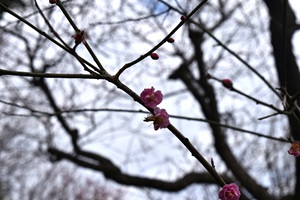 蝶の花形_20260306