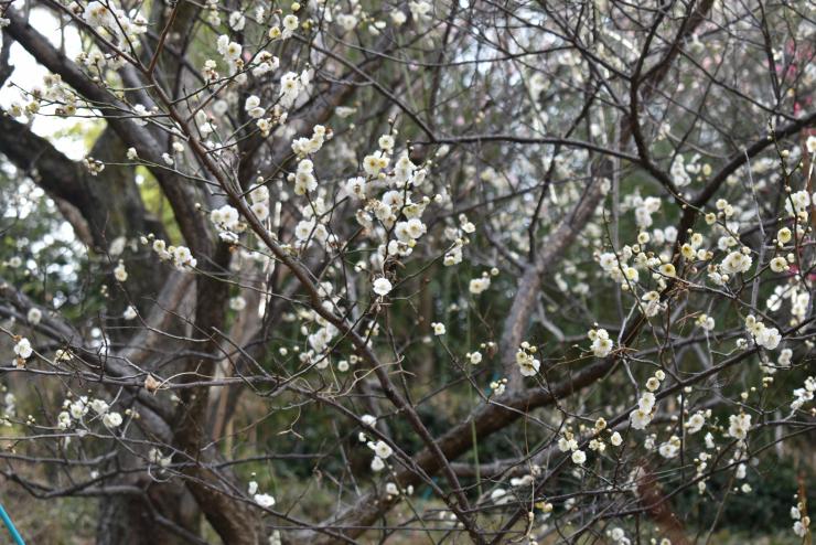 八重野梅_20260220