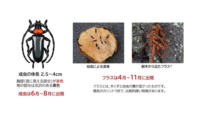 クビアカツヤカミキリの特徴について