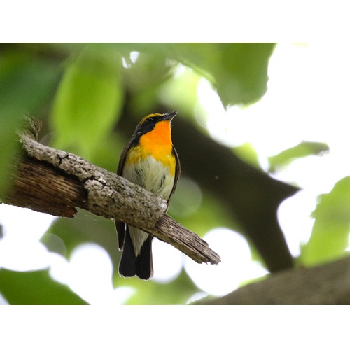 キビタキの画像