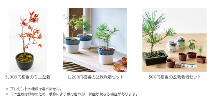 癒しのグリーン(盆栽)プレゼント