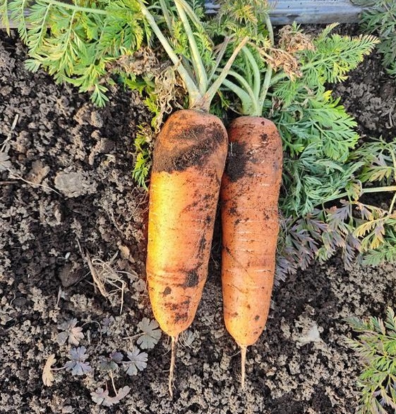 冬にんじんを二本収穫した様子