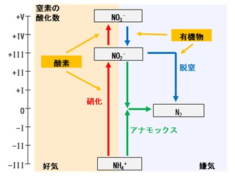 アナモックス反応