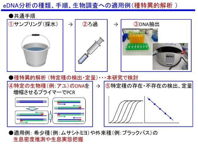 eDNA分析方法の手順を表した図