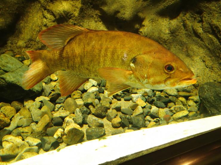 eDNA分析による特定種の調査対象の魚（コクチバス）の写真