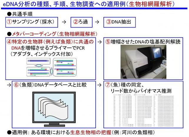 eDNA分析による解析の流れを表した図