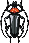 クビアカツヤカミキリ成虫のイラスト