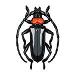 クビアカツヤカミキリのイラスト