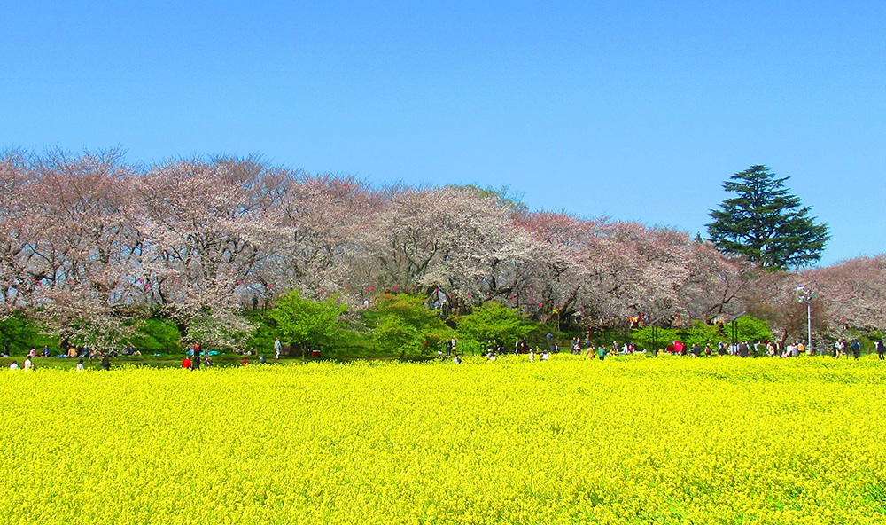 権現堂公園の写真
