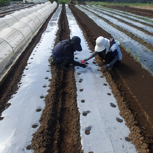 援農ボランティア実施状況1