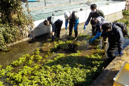 ムサシトミヨ保護保全活動の写真