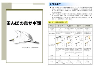 サギ類の生態表紙