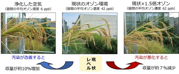 光化学オキシダント【オゾン】の影響評価の図