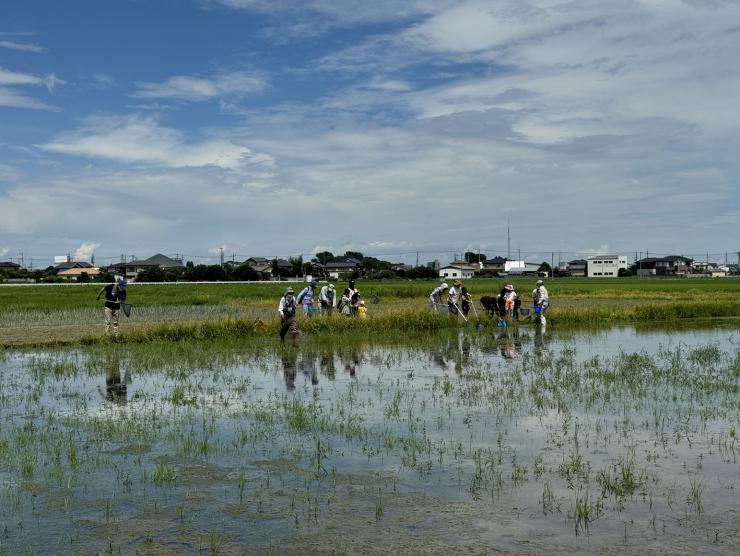arakawa1
