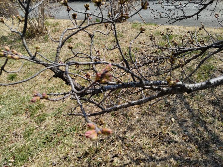 サクラつぼみR8.3.23