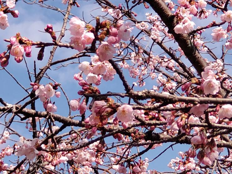 オオカンザクラ1R8.3.23