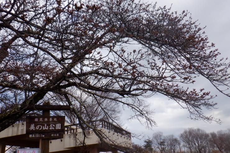 ソメイヨシノ状況R8.3.27