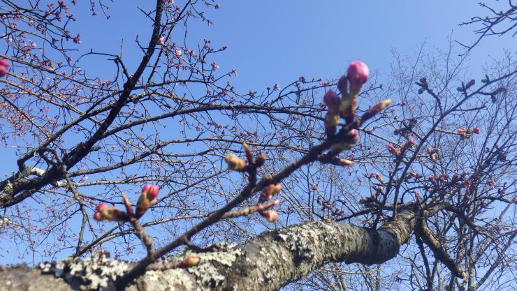 オオカンザクラ