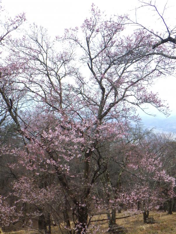 オウカンザクラ3