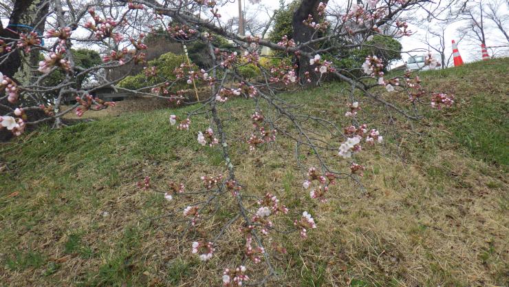 ソメイヨシノ開花2