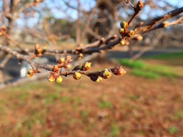 膨らんできた蕾