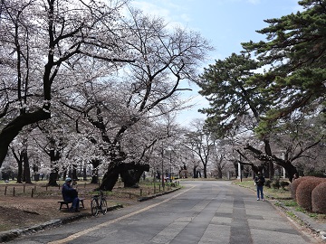 自由広場北側園路沿い