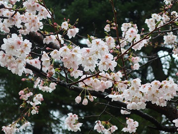 五分よりも咲いてます