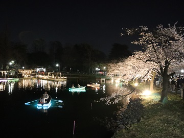 東岸サクラのライトアップ