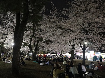 夜桜と屋台の劣